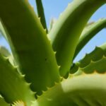 From below closeup of thick green leaves of succulent plant with sharp prickles against blue sky